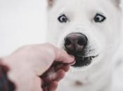 Benefits Giving Your Pooch Treats