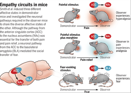 How mice feel each other's pain or fear