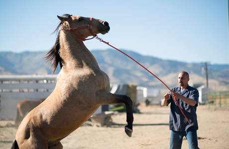 ABC Film Challenge – Catch Up 2020 – The Mustang (2019) Movie Review