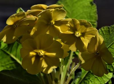 Hope, Like Spring Flowers