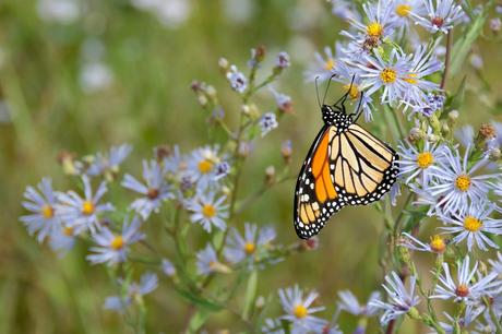 This Spring Get Outside by Getting Into Butterfly Watching!