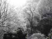 Hoarfrost