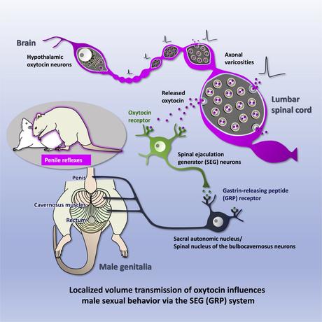 How oxytocin enhances male sexual activity
