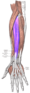 Tendonitis vs Carpal Tunnel: Identifying Important Differences