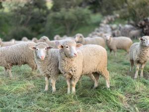 Goats, Sheep, and Politics