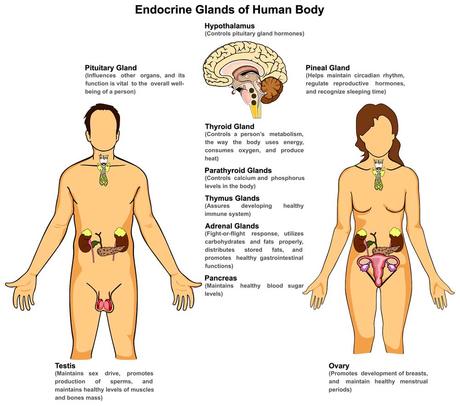 The Anatomy Of Endocrine System Mystery