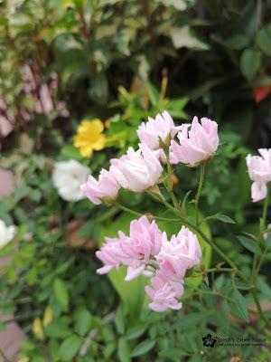 Small Bright Blooms