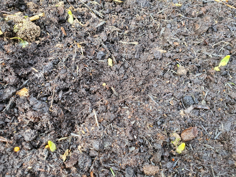 Our first signs of spring down the allotment