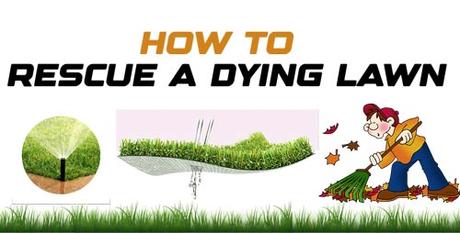 How to Rescue a Dying Lawn
