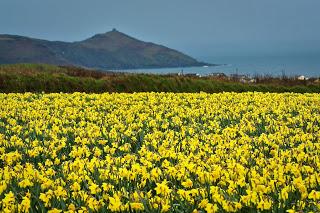 Yellow - Daffodils