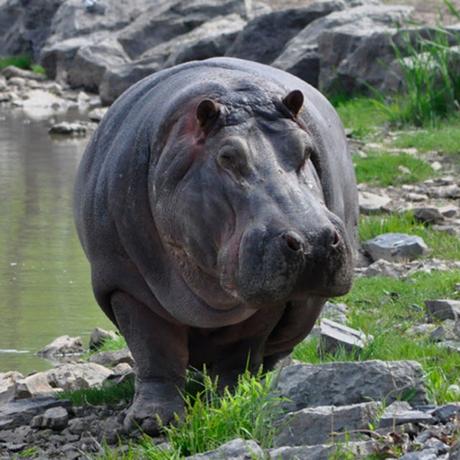 the invasive hippos of Escobar terrorise the Nation !!