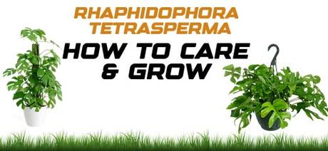 Rhaphidophora Tetrasperma – How to Care & Grow