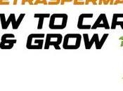 Rhaphidophora Tetrasperma Care Grow Guide