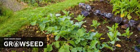 The Best Vegetables to Sow and Plant in Spring