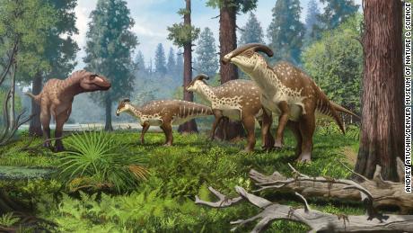 Fossilized skull reveals how crested dinosaur got its fancy headgear