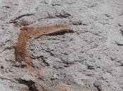 Fossilized Skull Reveals Crested Dinosaur Fancy Headgear