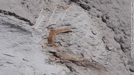 Fossilized skull reveals how crested dinosaur got its fancy headgear