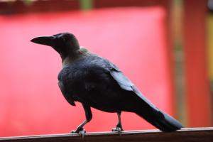POEM: Crow in a Combative Stance