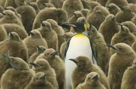 biomass on Earth 1 biomass on Earth 1