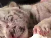"Snow" Born, First White Tigress Captivity Nicaragua