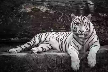 white tigress white tigress