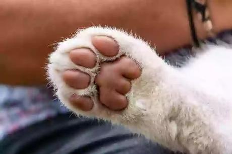 the first white tigress paws the first white tigress paws