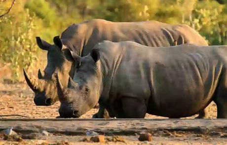 extinct in 2021-rhino