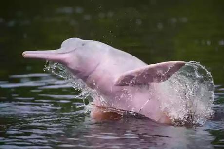 extinct in 2021- freshwater dolphins