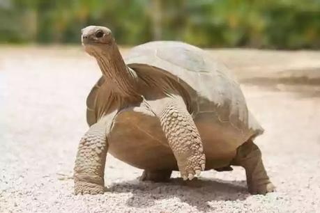 extinct in 2021-tortoise