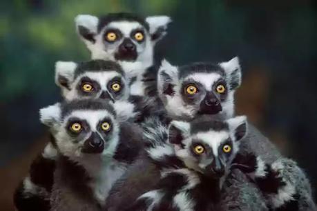 extinct in 2021-red faced lemur