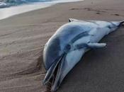 Mysterious Disease Linked Climate Change Killing Dolphins