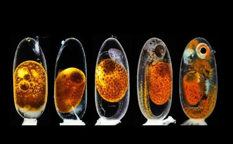 best science photos of 2020 11