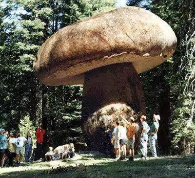 giant mushroom