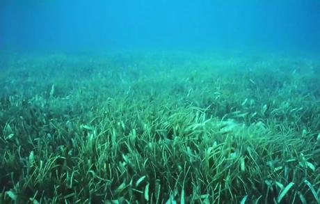 underwater meadow