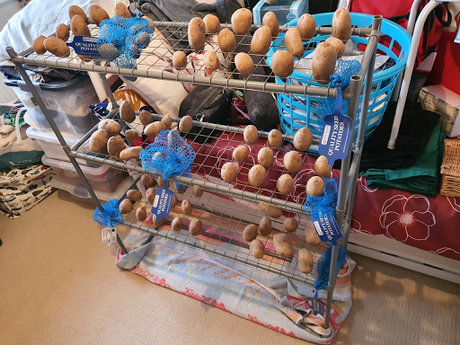 Chitting potatoes, un chitted potatoes and wood.