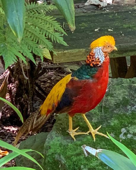 Sensational Day at the Currumbin Wildlife Sanctuary with Kids