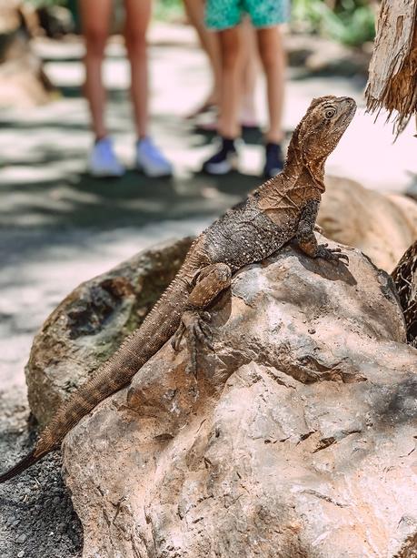 Sensational Day at the Currumbin Wildlife Sanctuary with Kids