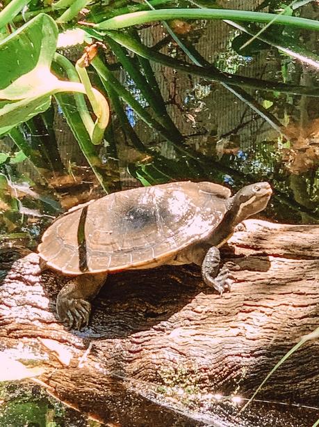 Sensational Day at the Currumbin Wildlife Sanctuary with Kids