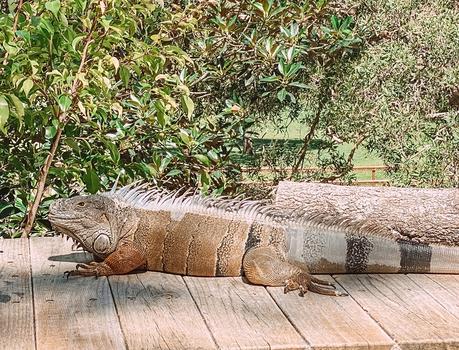 Sensational Day at the Currumbin Wildlife Sanctuary with Kids