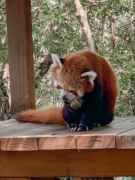 Sensational Day at the Currumbin Wildlife Sanctuary with Kids