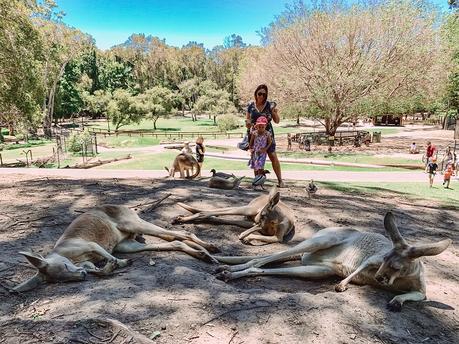 Sensational Day at the Currumbin Wildlife Sanctuary with Kids