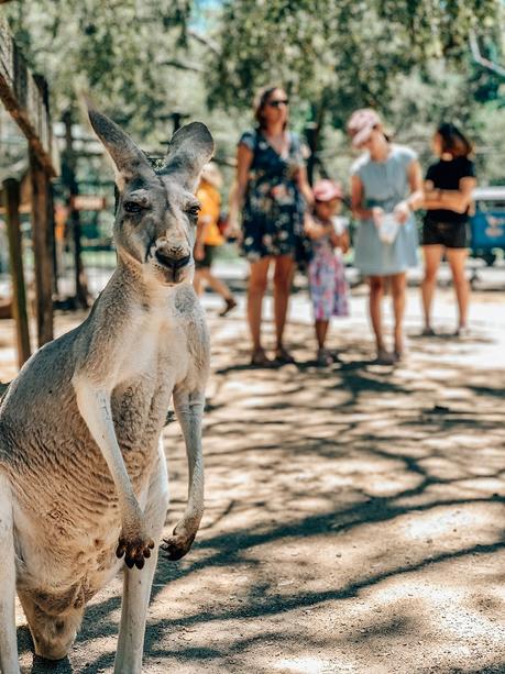 Sensational Day at the Currumbin Wildlife Sanctuary with Kids