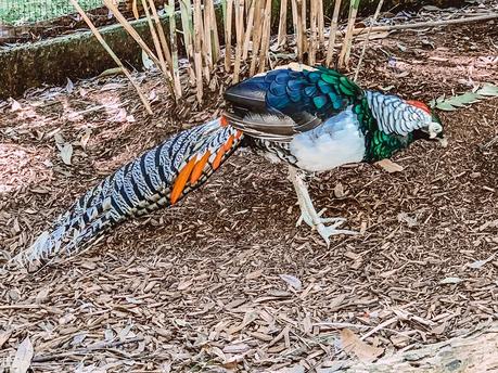 Sensational Day at the Currumbin Wildlife Sanctuary with Kids