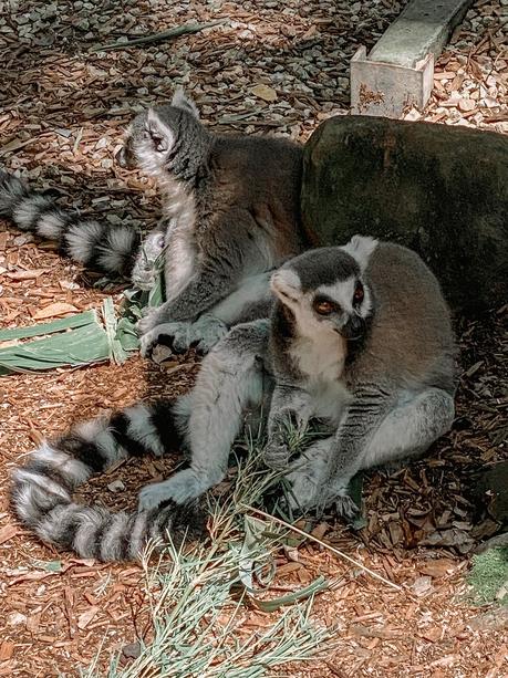 Sensational Day at the Currumbin Wildlife Sanctuary with Kids