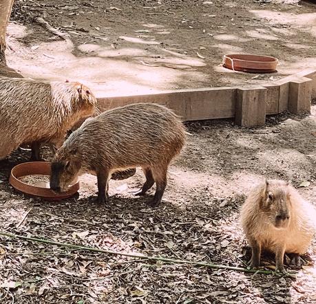 Sensational Day at the Currumbin Wildlife Sanctuary with Kids