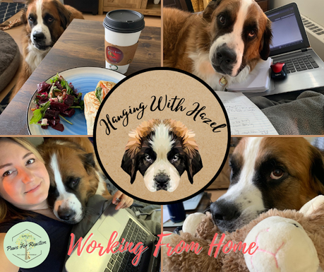 Hanging with Hazel the Saint Bernese dog: The ups and downs of working from home
