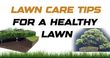 Lawn Care Tips for a Healthy Lawn