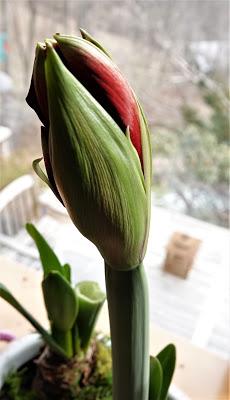 The LIttle Amaryllis That Could