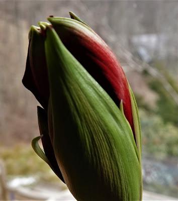 The LIttle Amaryllis That Could