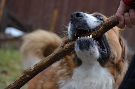 Saint Bernese dog Paws For Reaction